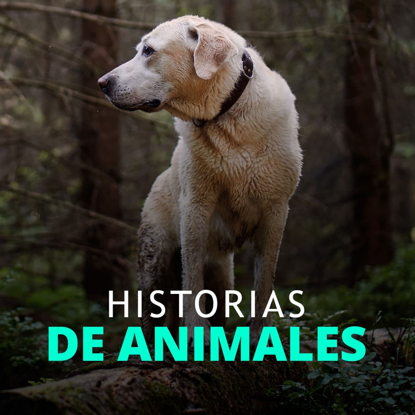 Historias de animales que podrían cambiar el mundo - Podcasts