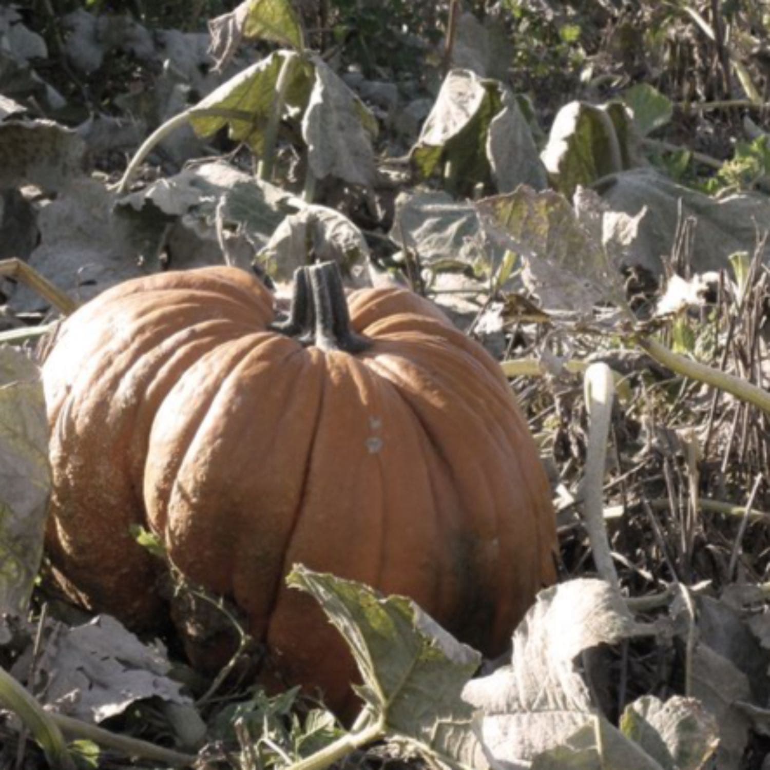 The October Children