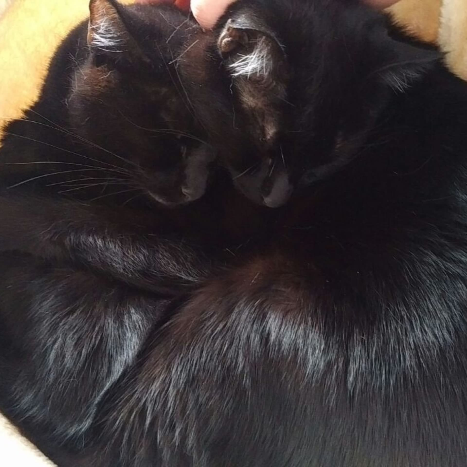 Schatz, die Katze kotzt!