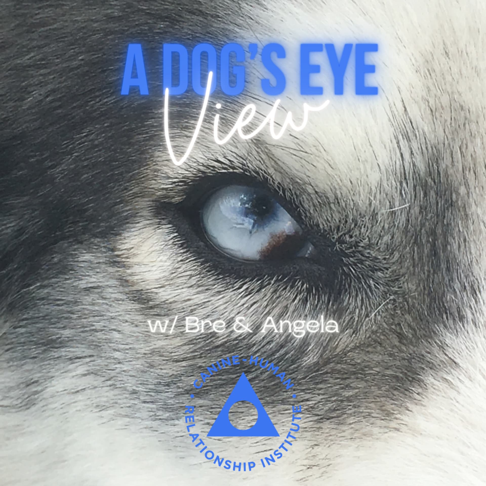 A Dog's Eye View - Podcasts