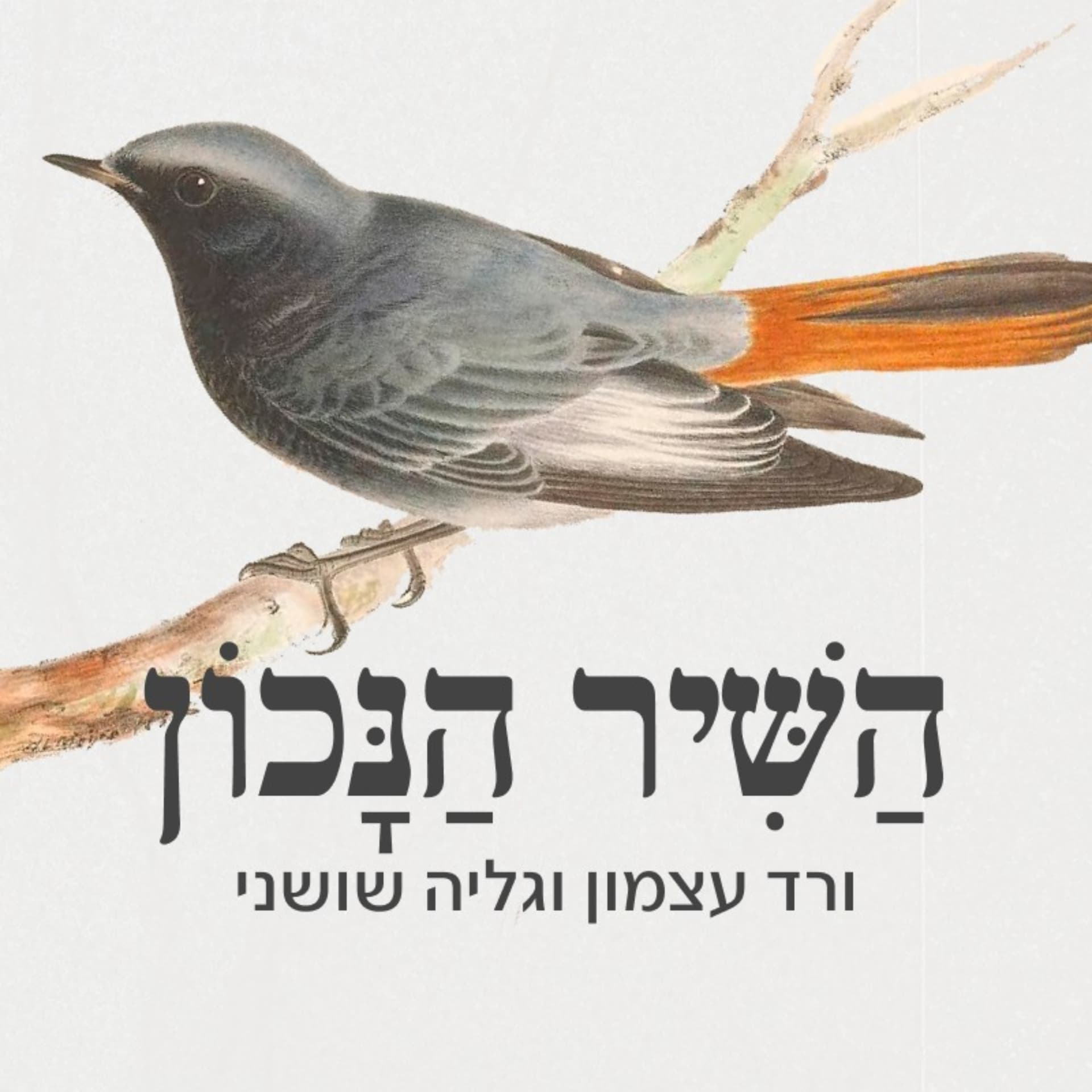 השיר הנכון - Podcasts