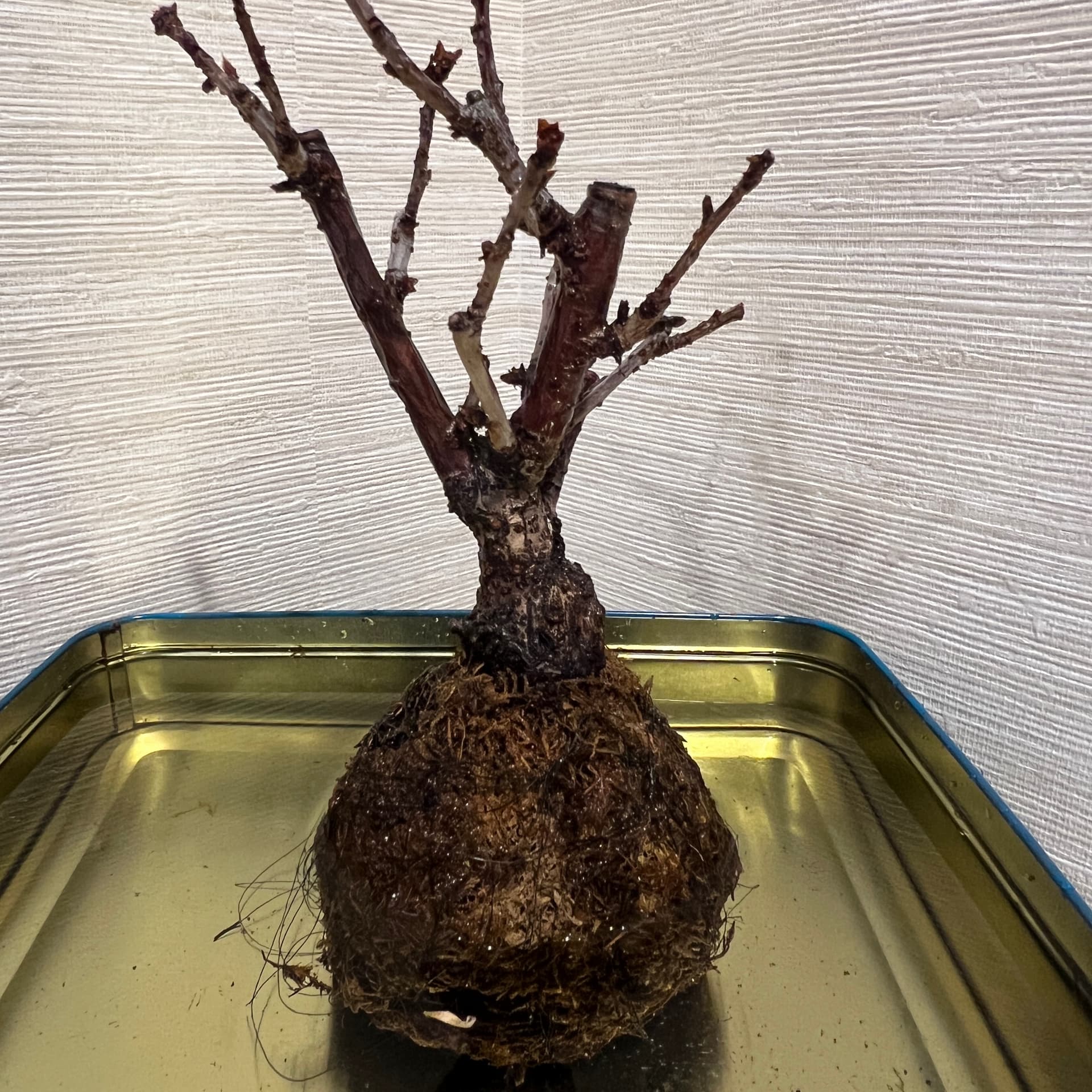 Zen Bonsai Vibes – A Tree, A Day, A Voice - Podcasts