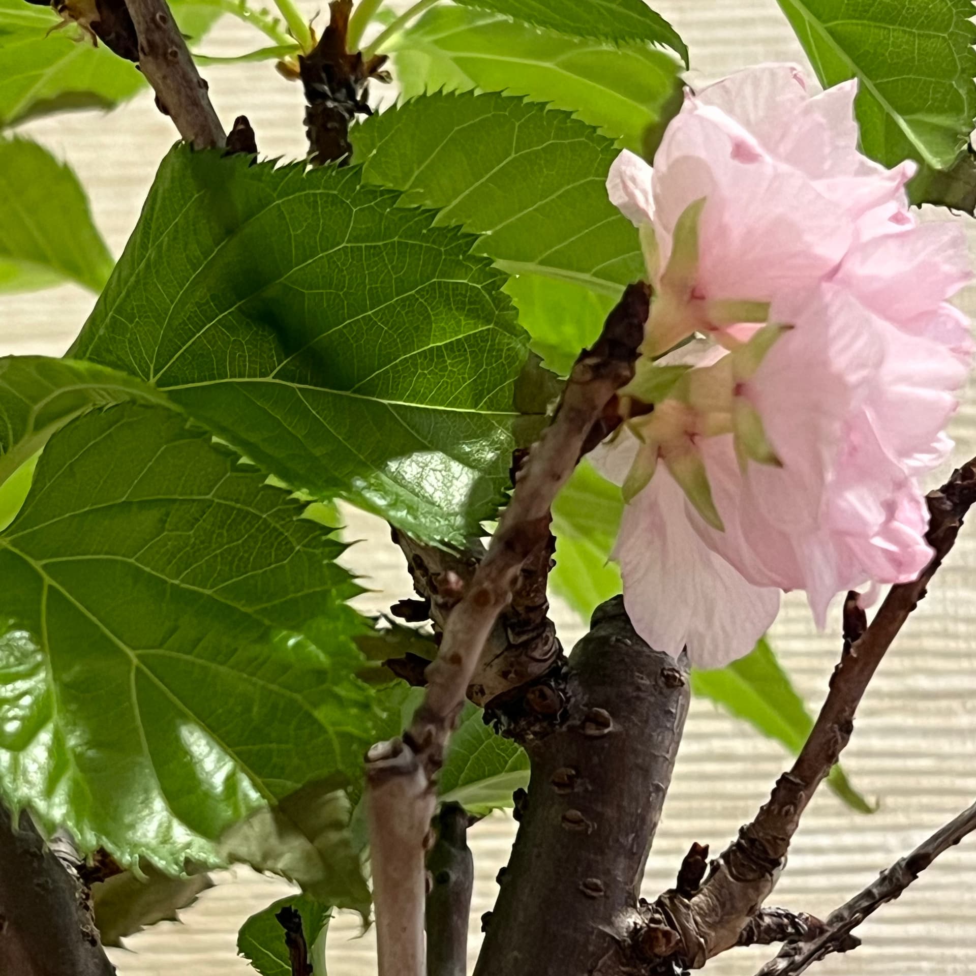 Zen Bonsai Vibes – Cerita Bonsai serta Wisata Jepang - Podcasts