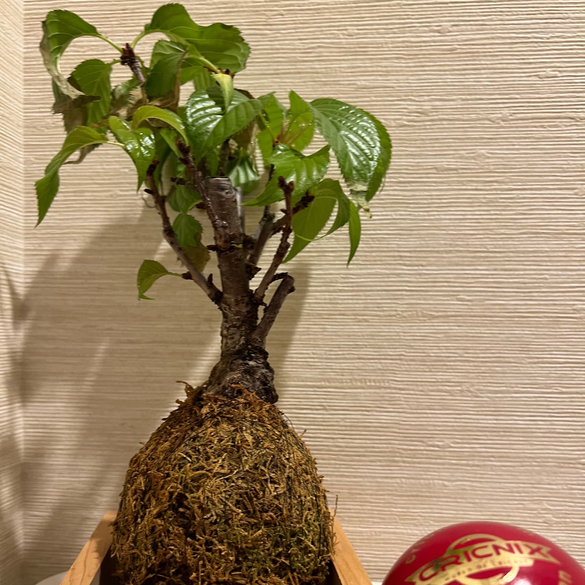 بونسای ژاپنی و مسیرهای سفرJapanese Bonsai and Travel Routes - Podcasts