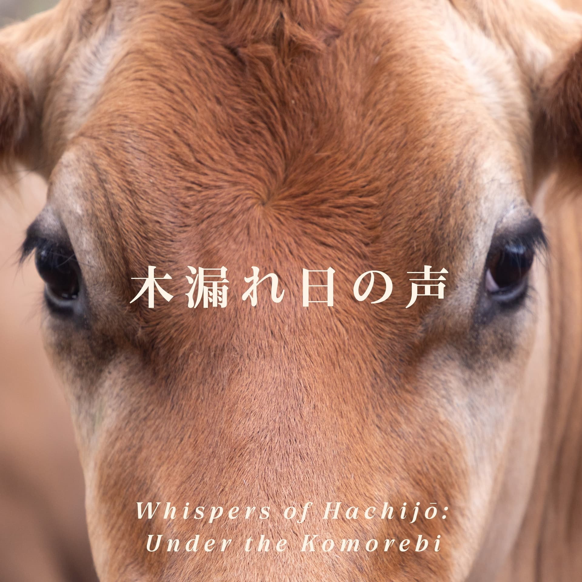 木漏れ日の声 Whispers of Hachijō : Under the Komorebi - Podcasts
