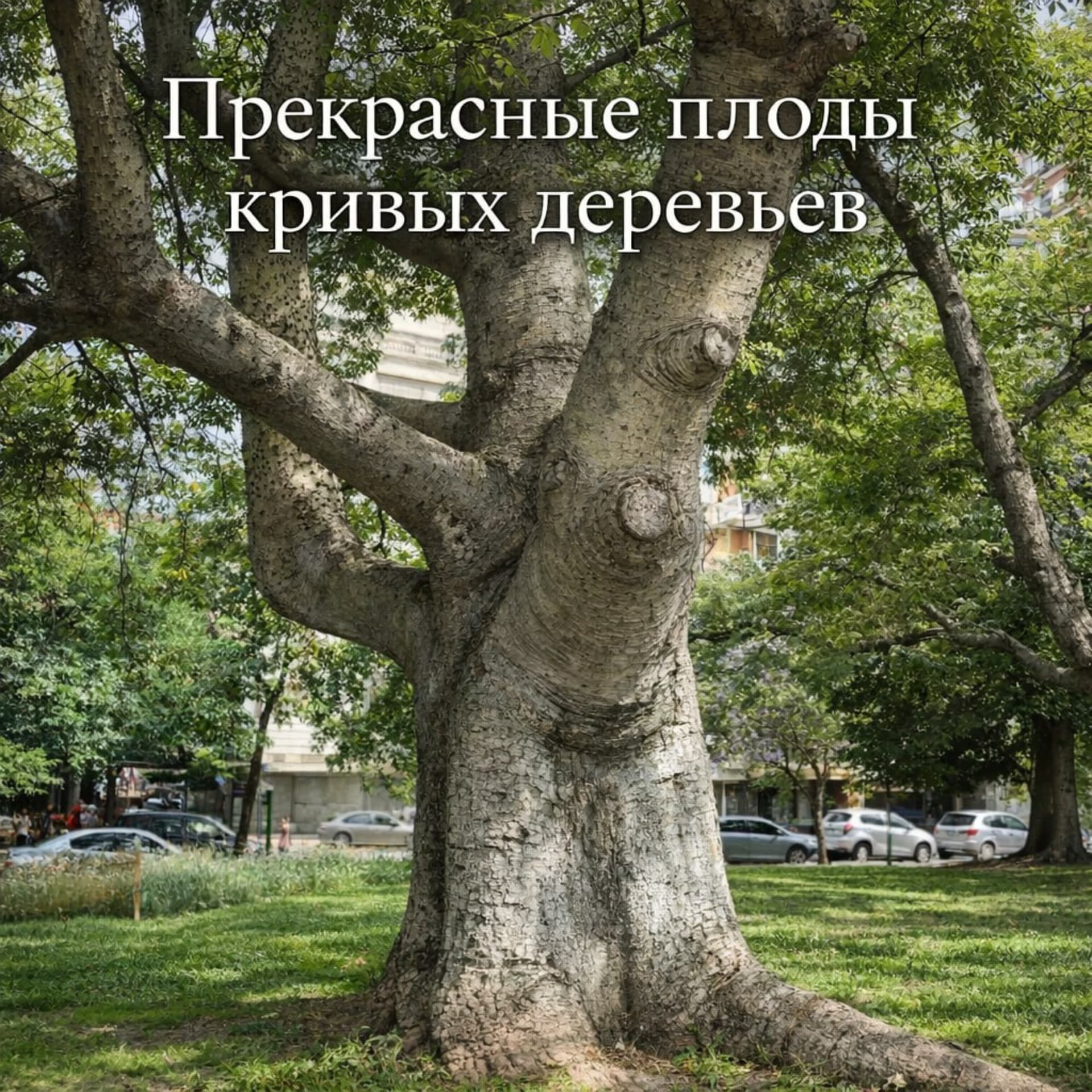 Прекрасные плоды кривых деревьев - Podcasts