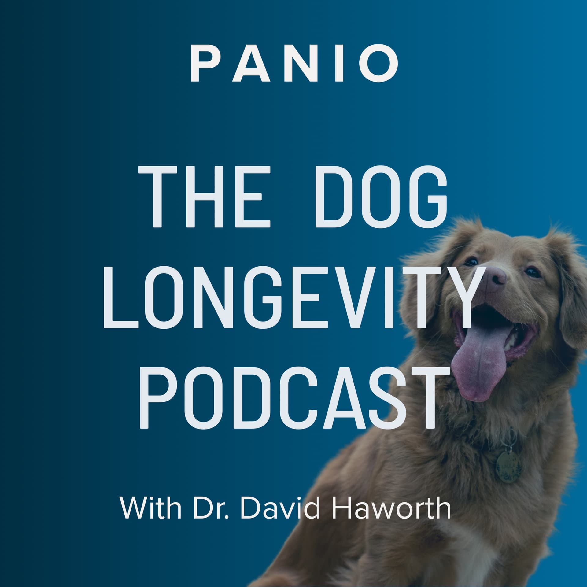 The Dog Longevity Podcast - Podcasts