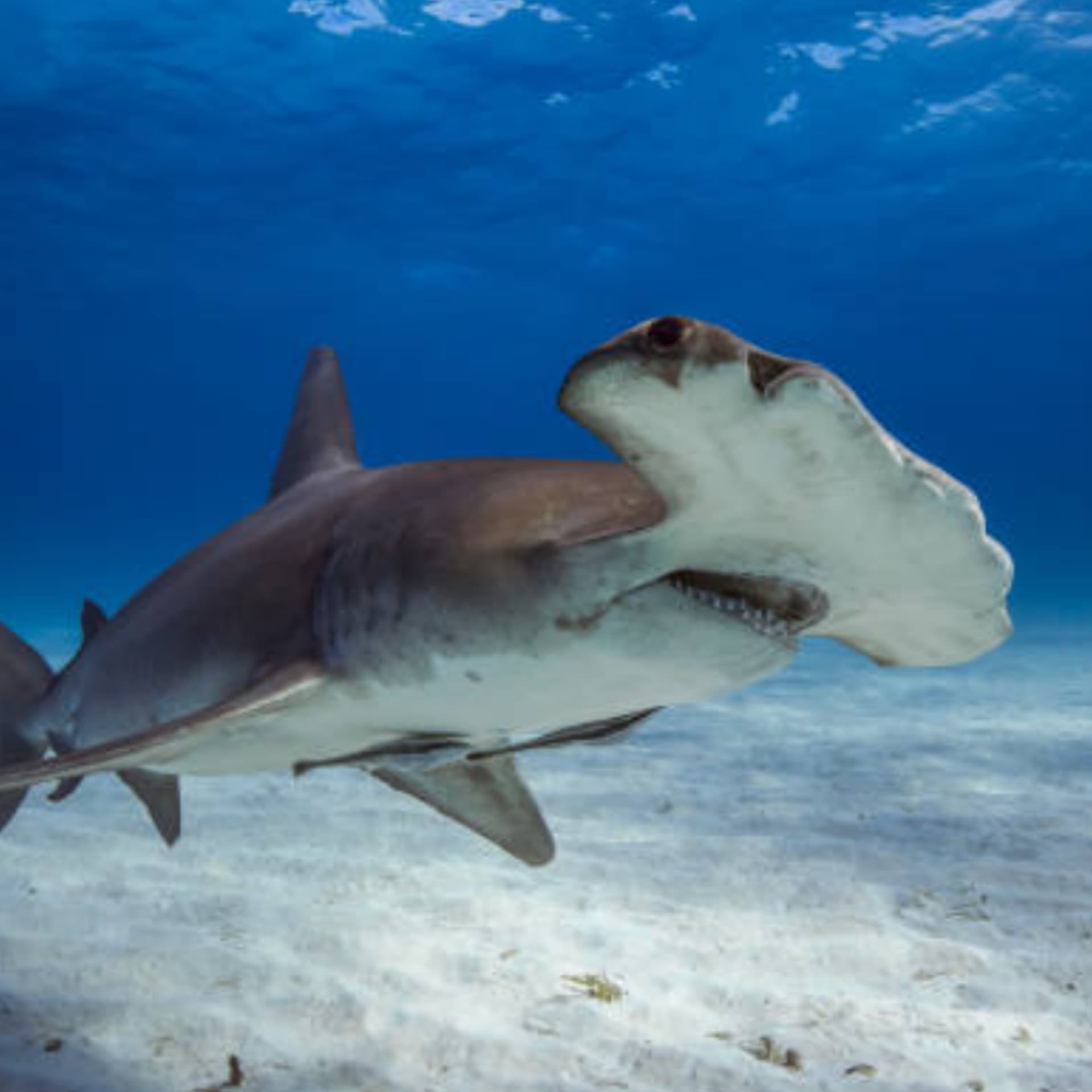 The Shark Report - Podcasts