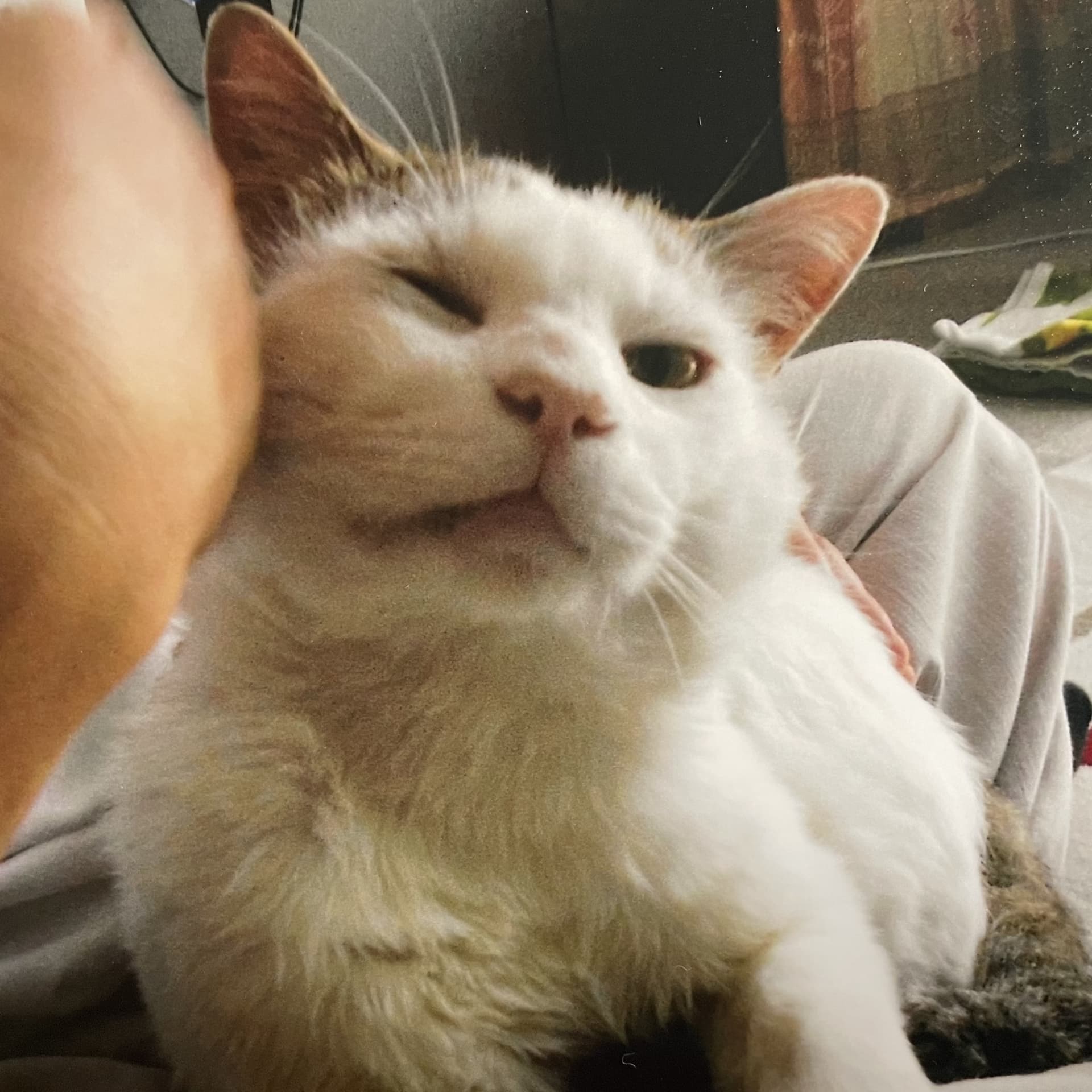 猫好き鍼灸師のゆる〜く今日も - Podcasts