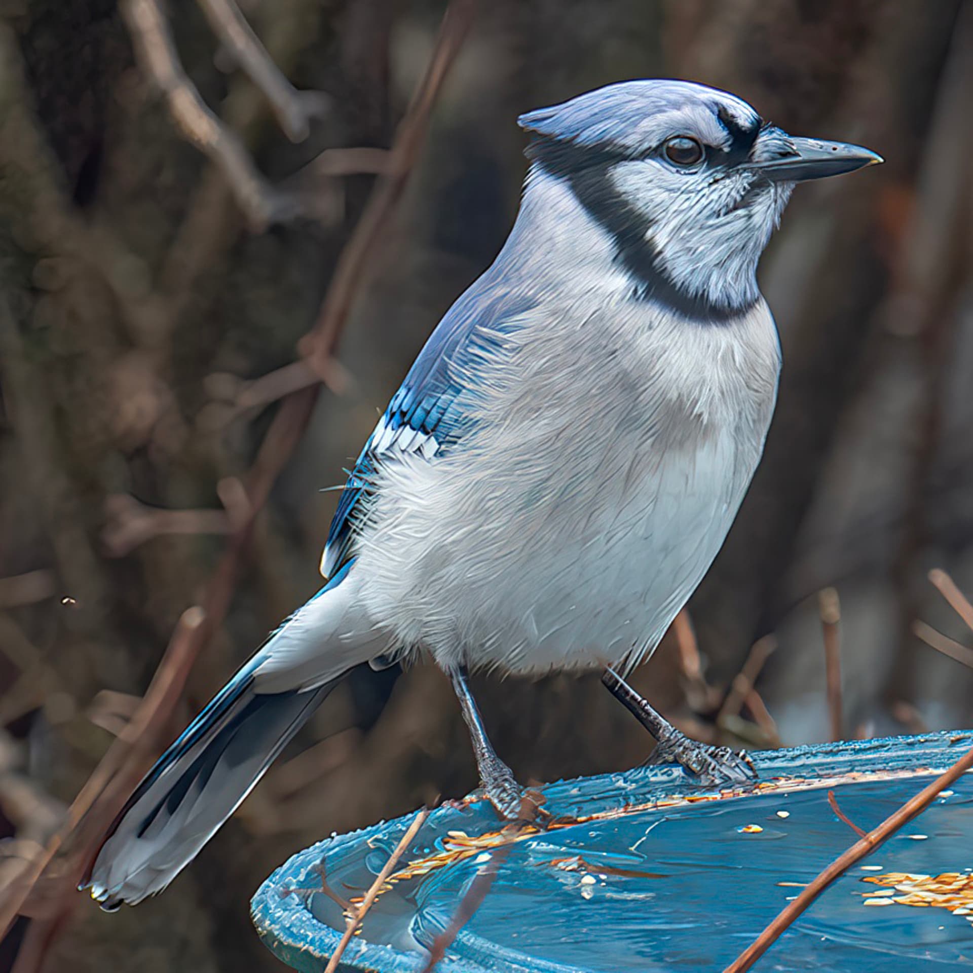 Blue Ridge Birds and Nature at Hilton Pond North - Podcasts