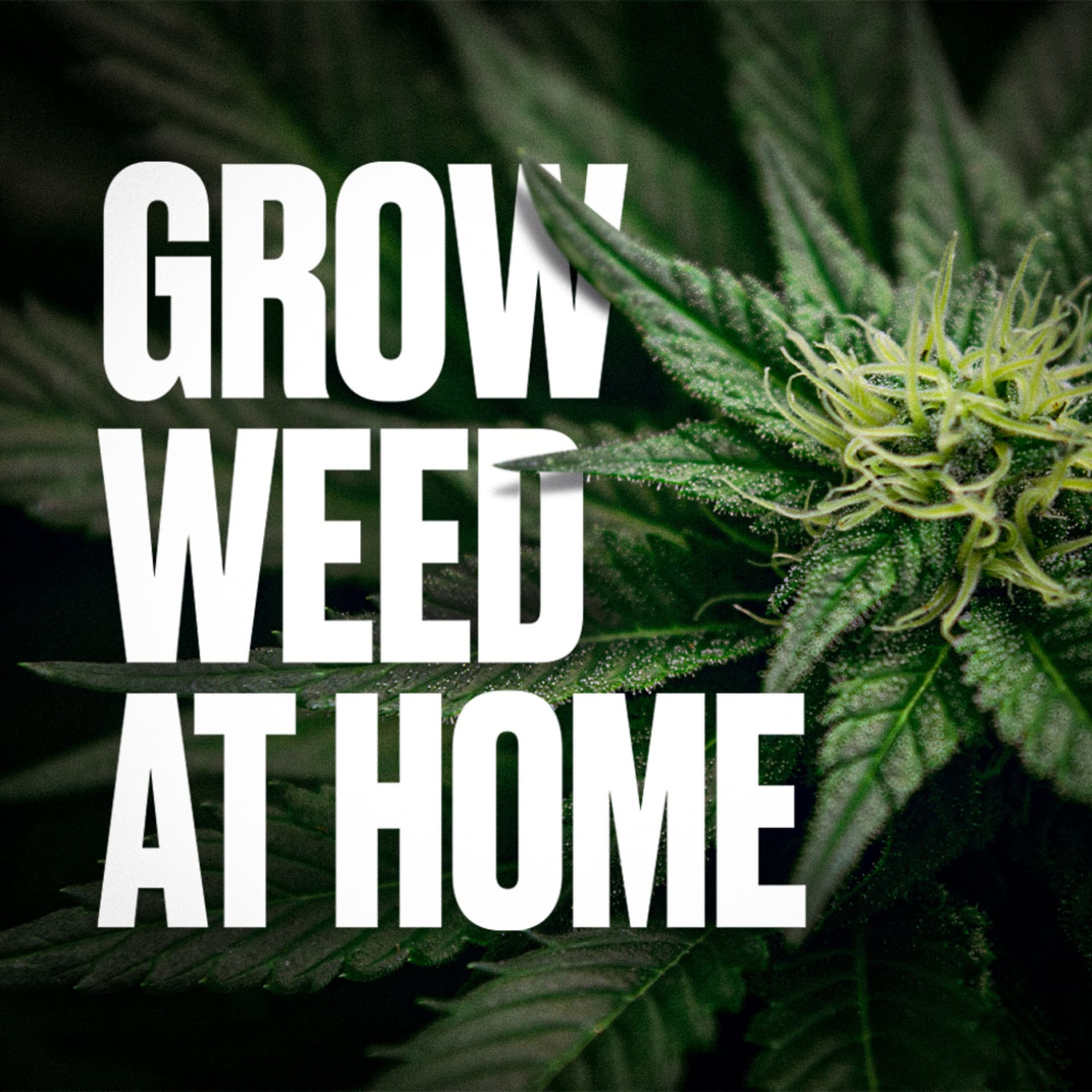 Grow Weed at Home - Podcasts