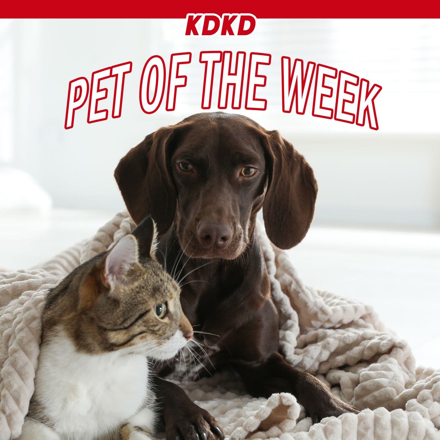 KDKD Pet of the Week - Podcasts