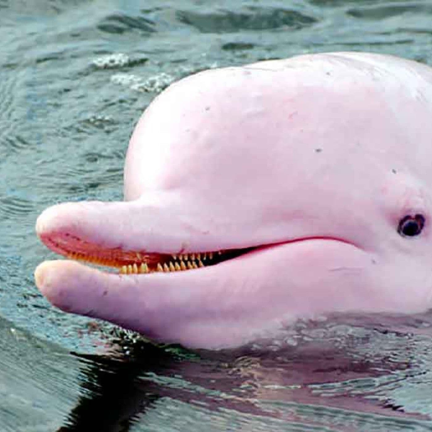 El delfin rosado del amazonas - Podcasts