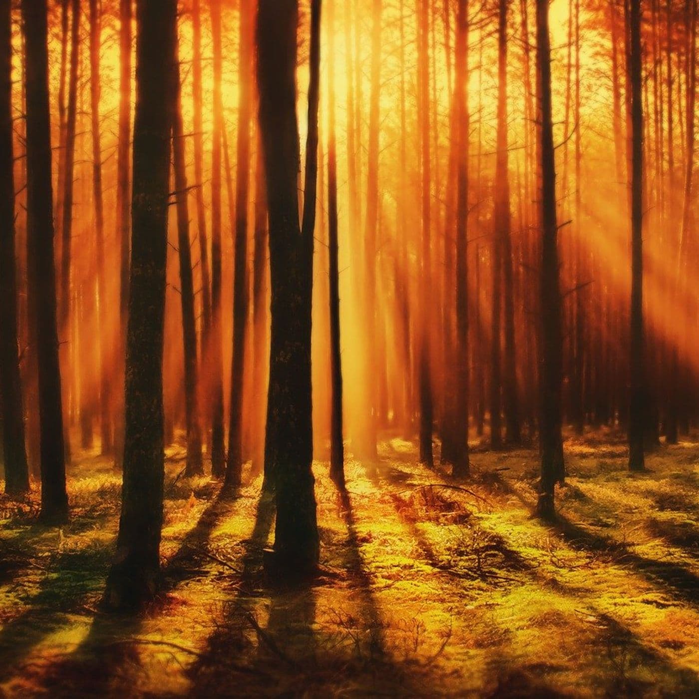 Projeto Sunrise - Podcasts