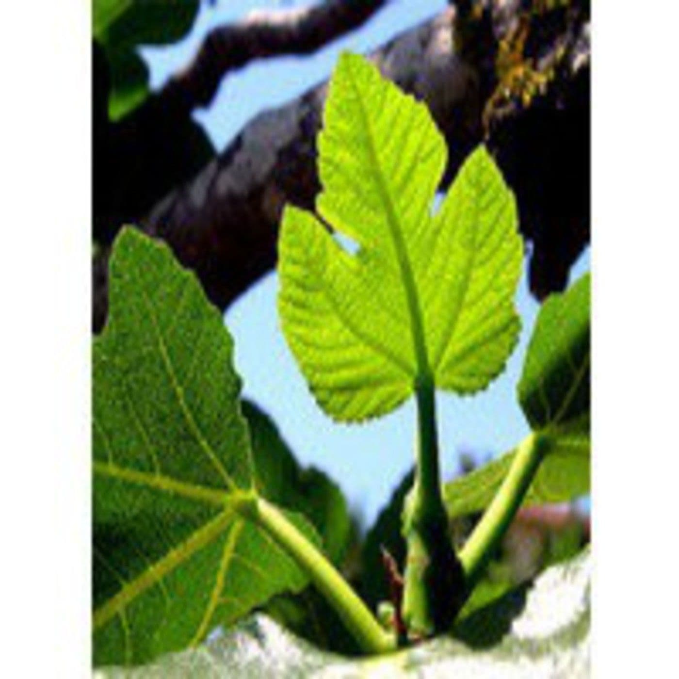 Podcast Fascinación por las plantas - Podcasts