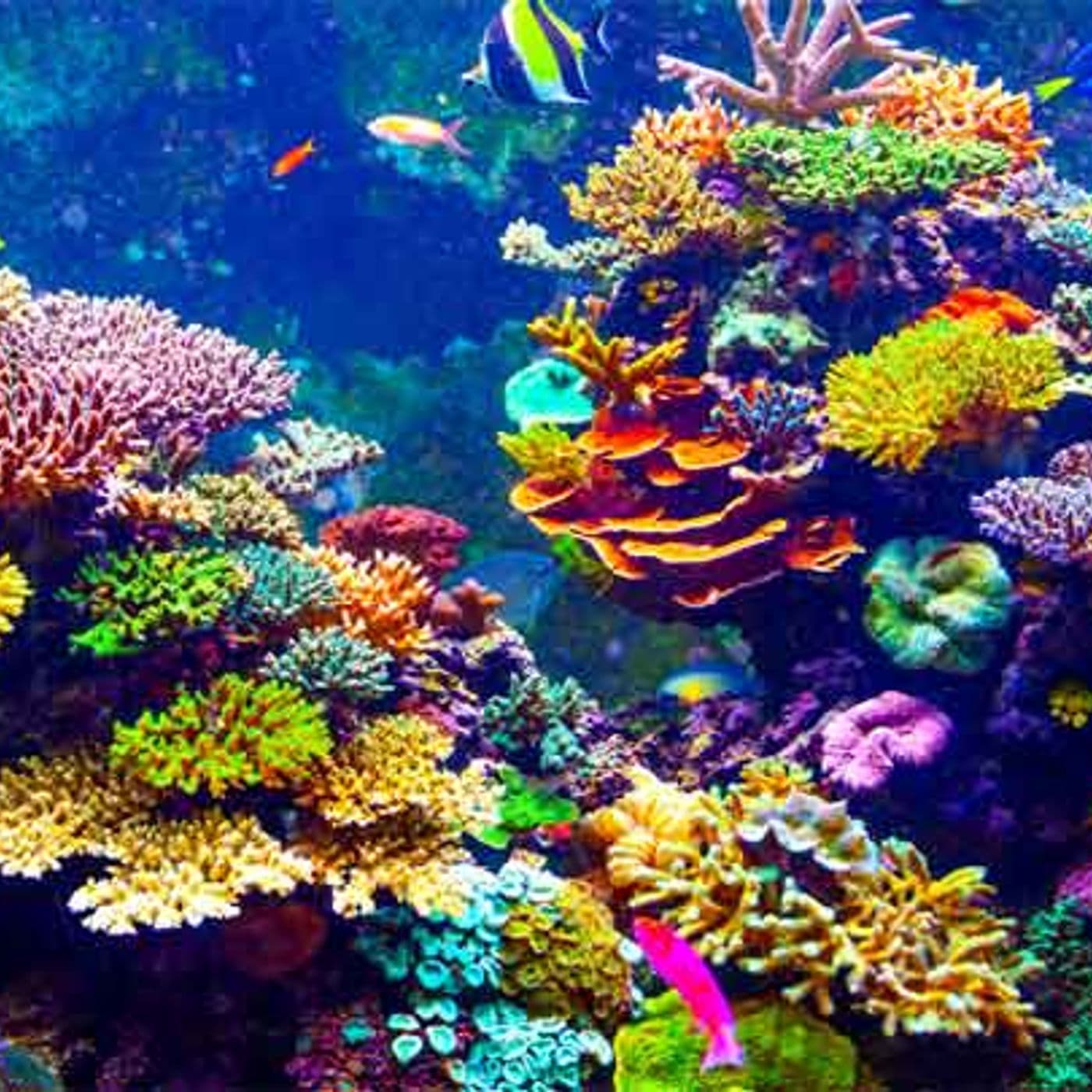 A mente de um coral