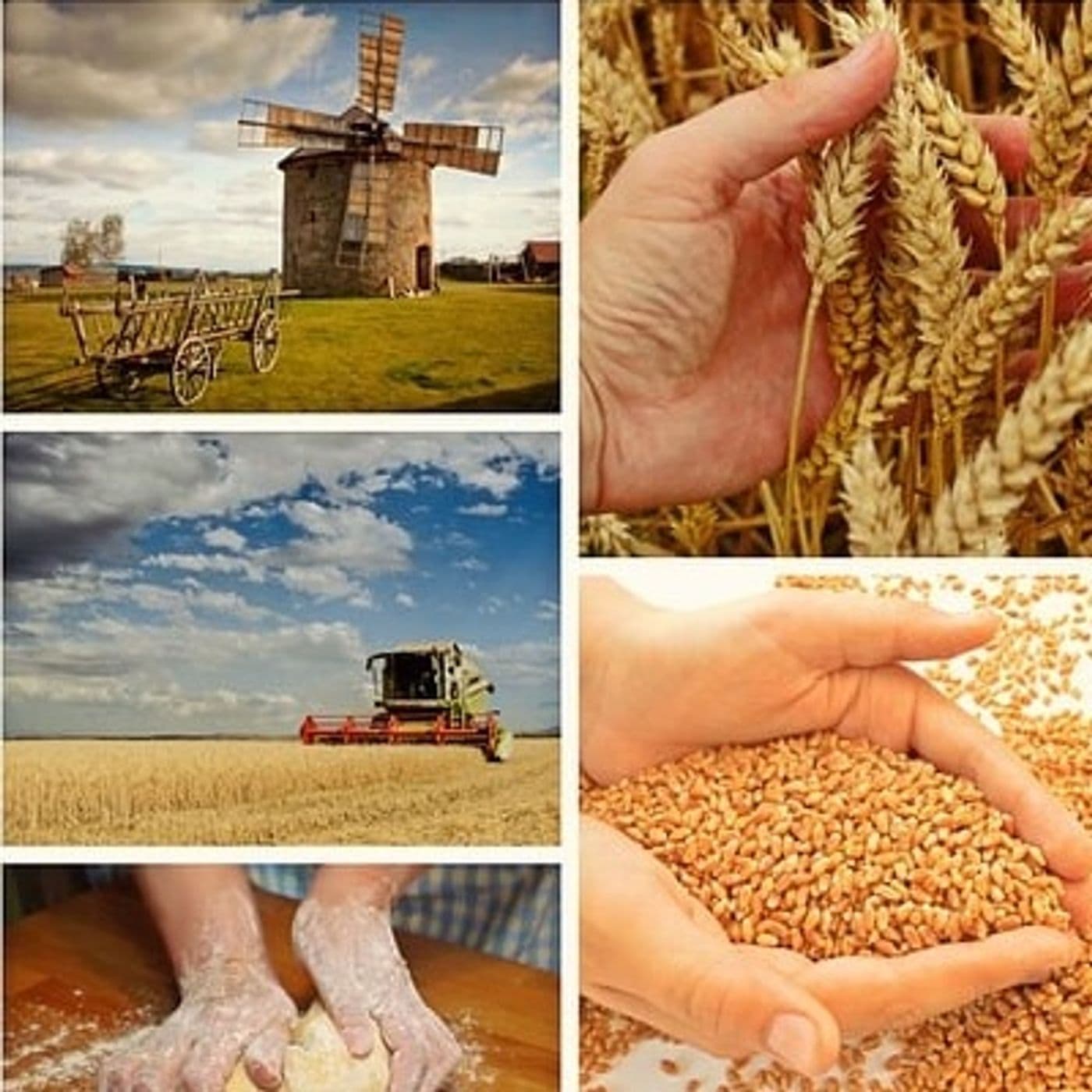 Nutrimento gioioso e consapevole - Podcasts