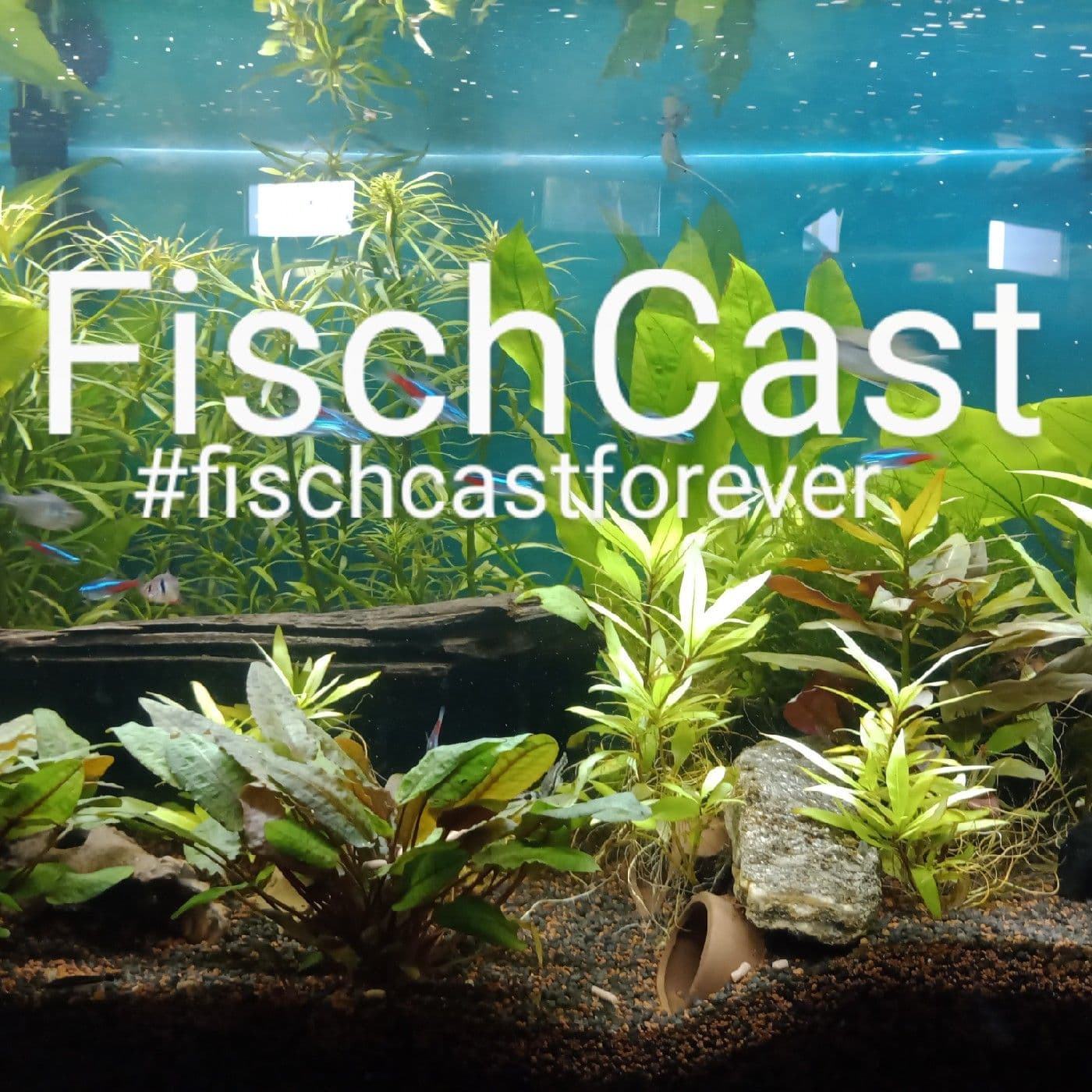 FischCast