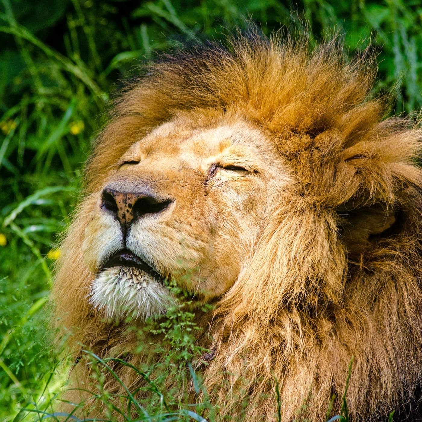 Un mercoledì da leoni - Podcasts