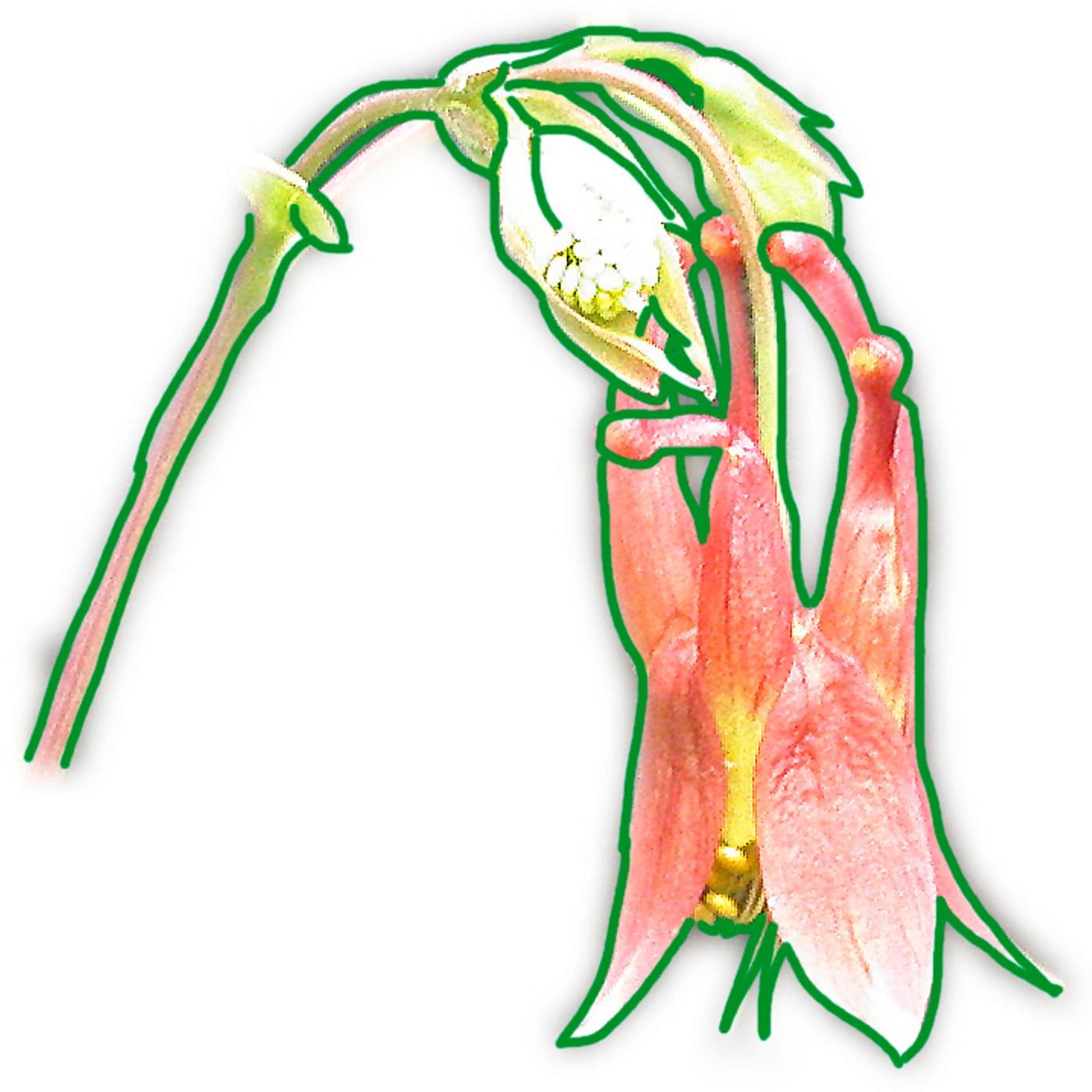 Gardening Today - Podcasts