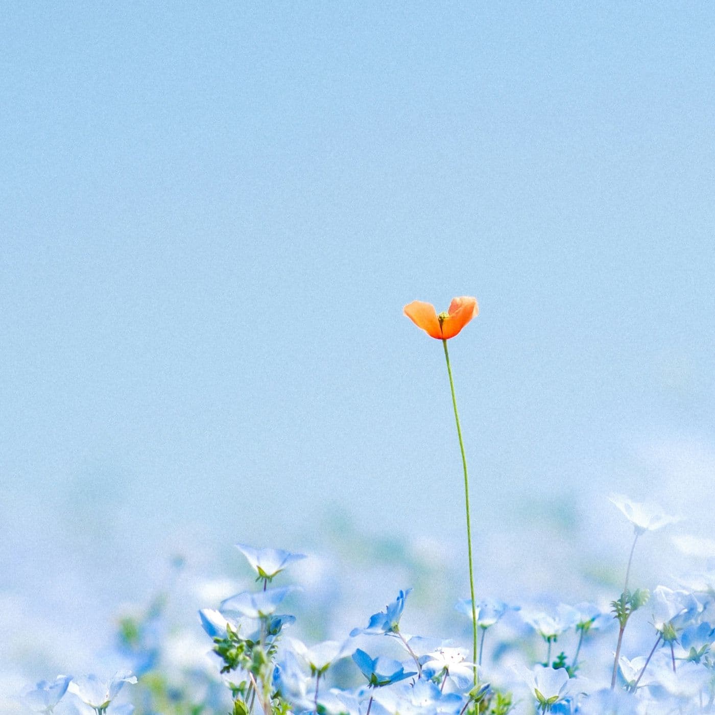 Mindfulness: What Else? - Podcasts