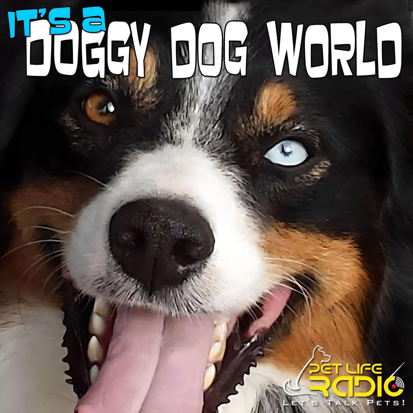 It's A Doggy Dog World - Dog Podcast - Pet Life Radio Original - Podcasts