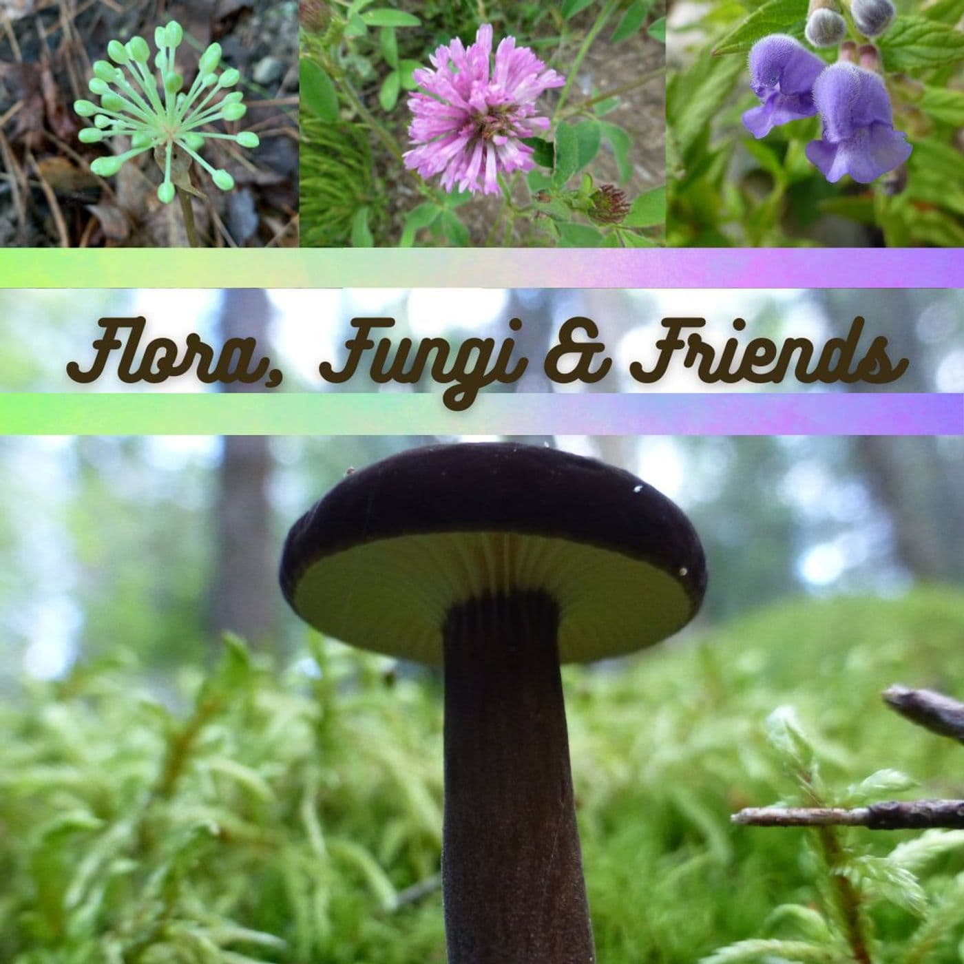 Flora, Fungi and Friends - Podcasts