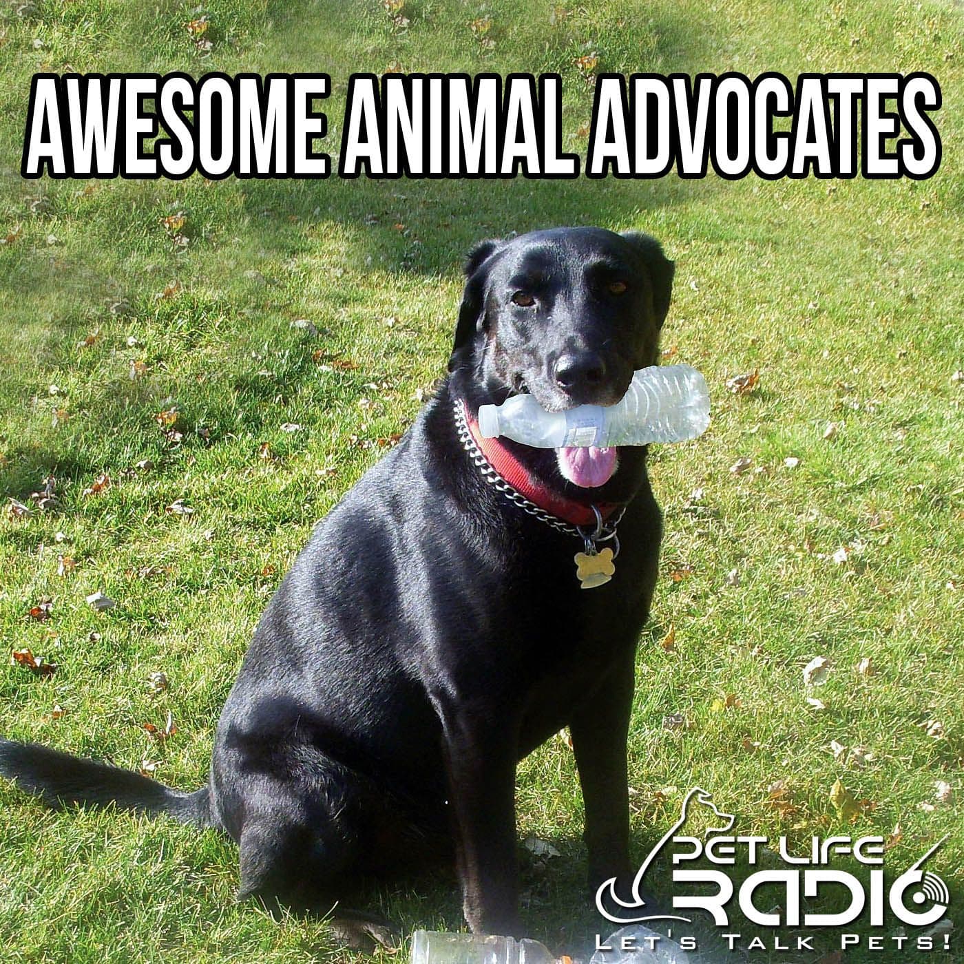 Awesome Advocates- Pet Life Radio Original - Podcasts