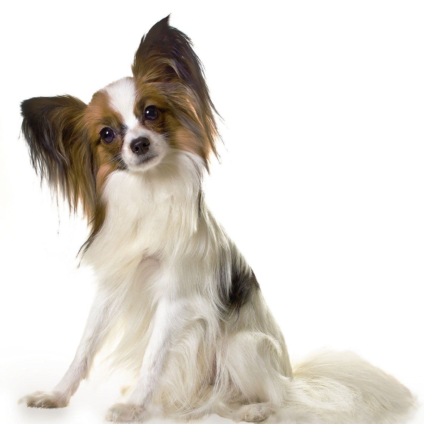 Pets podcasts - Podcasts