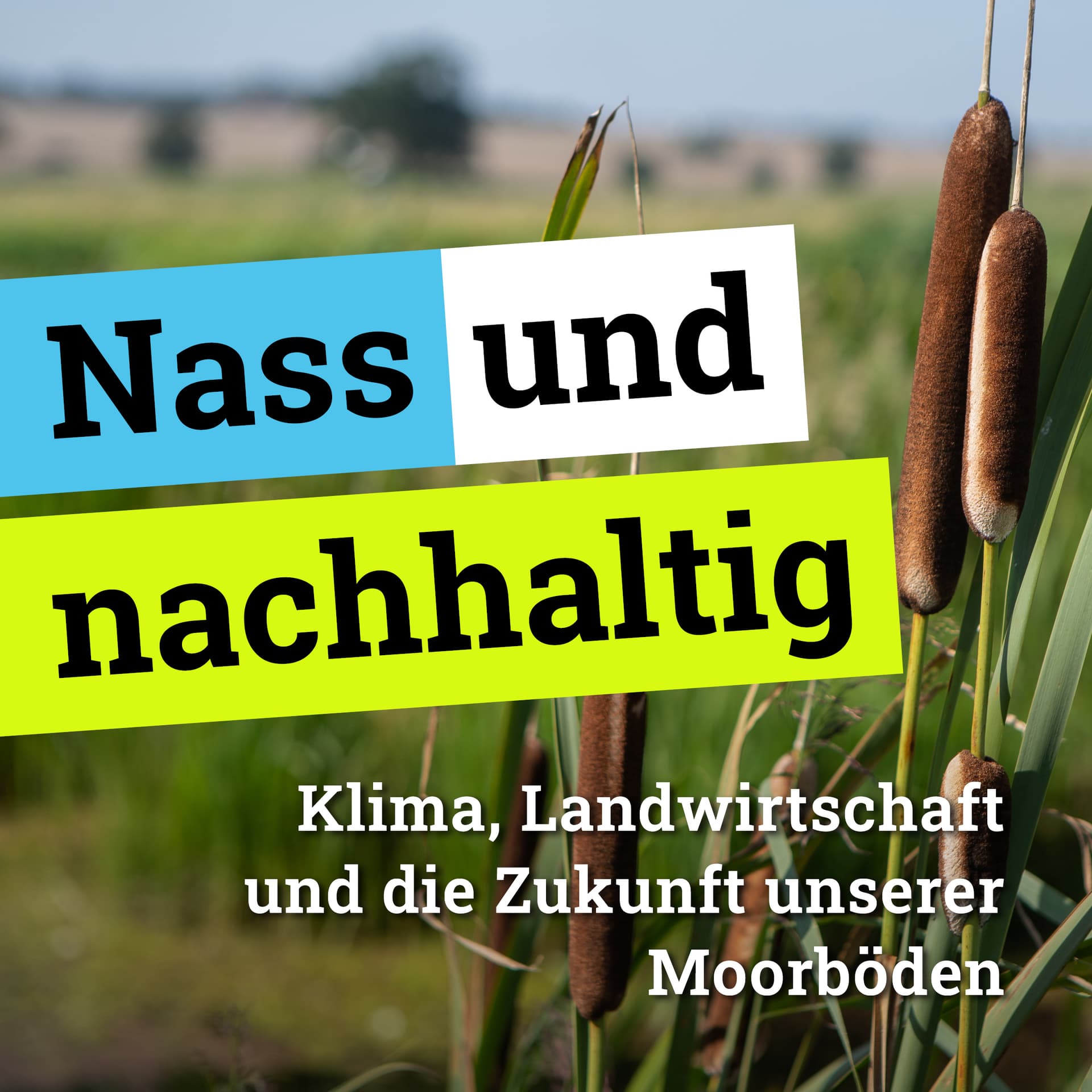 Nass und nachhaltig – Klima, Landwirtschaft und die Zukunft unserer Moorböden