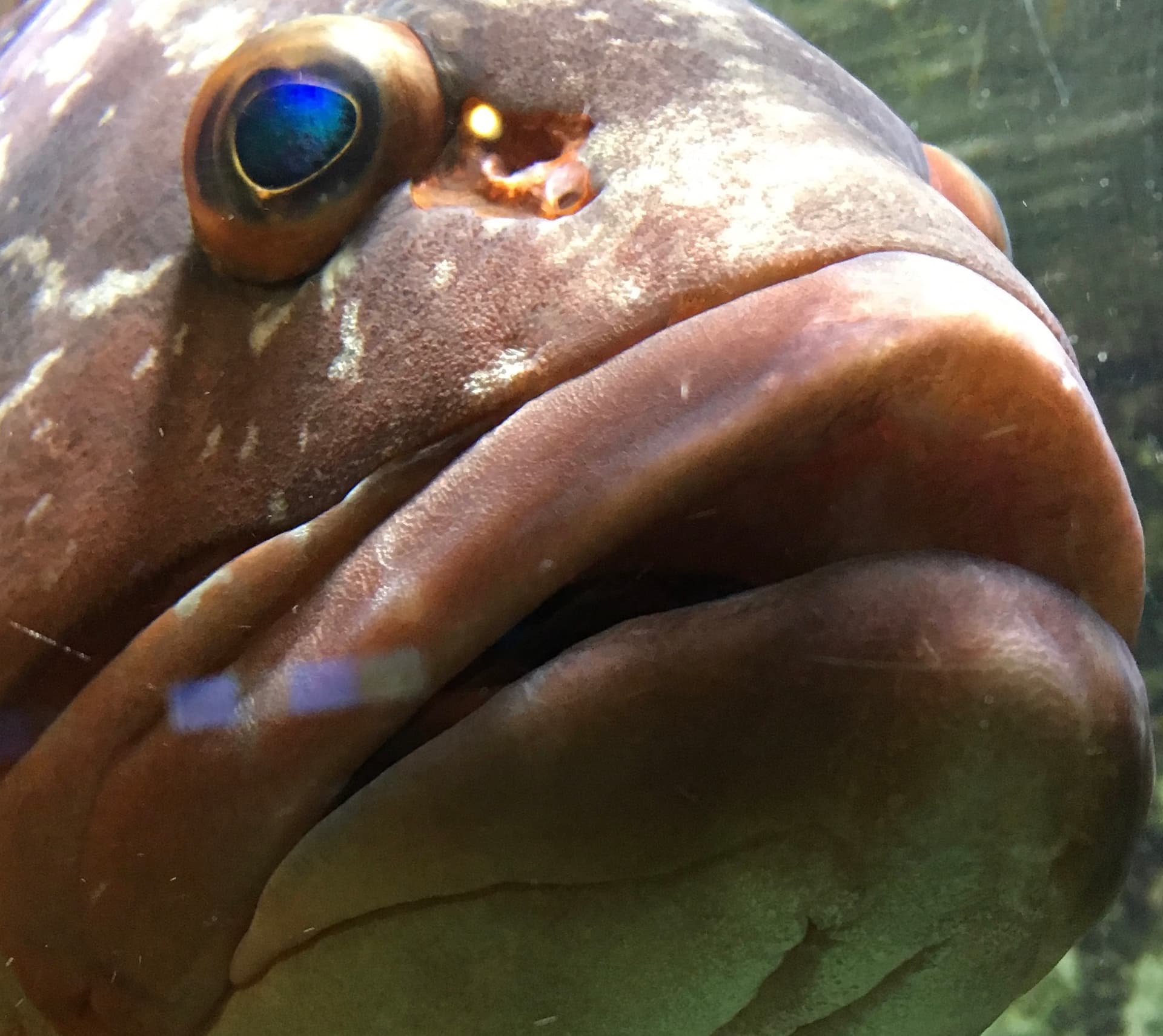 TschuschenAquarium. Auf Tauchgang bei Wiener Typen - Podcasts
