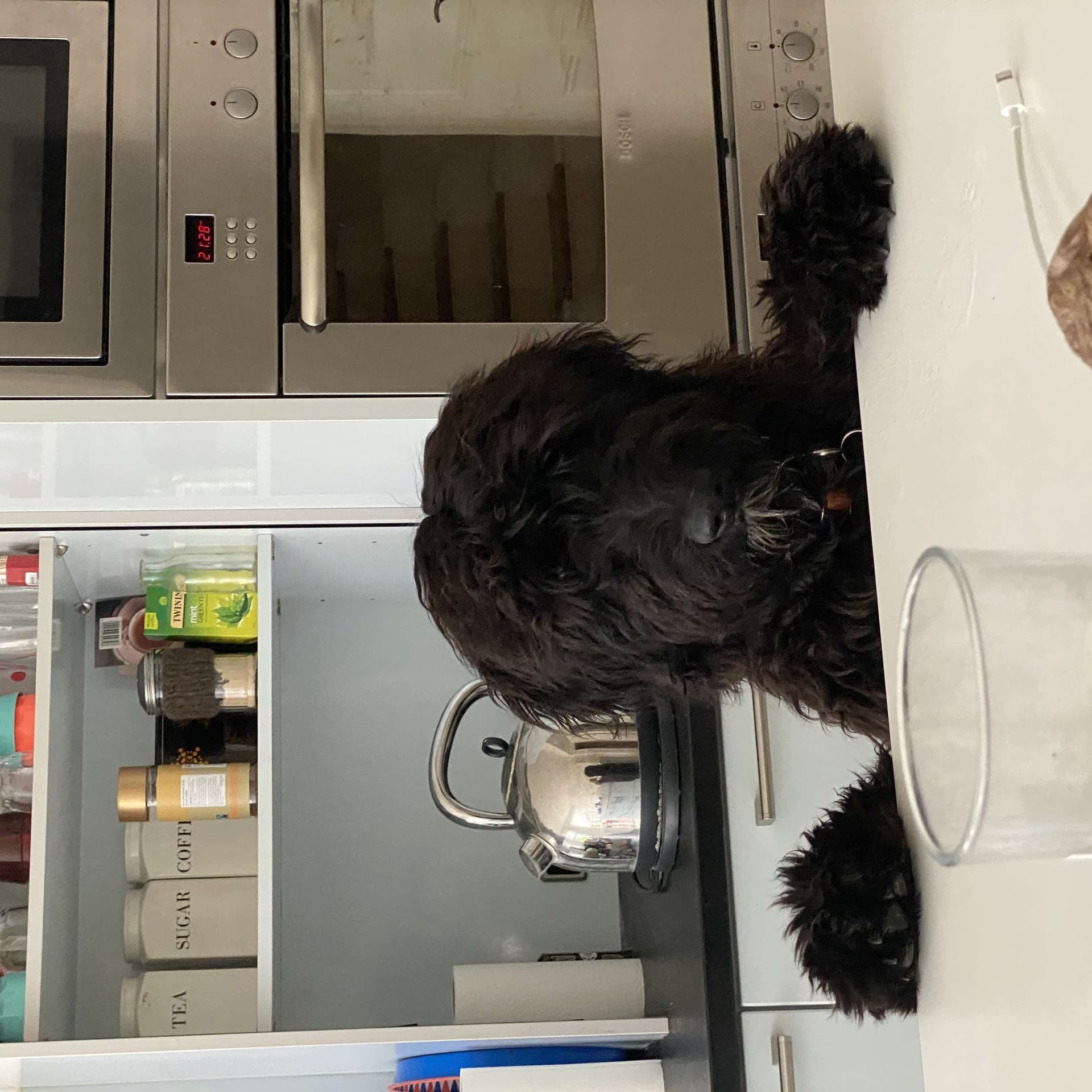 In Conversation with My Owner - Podcasts