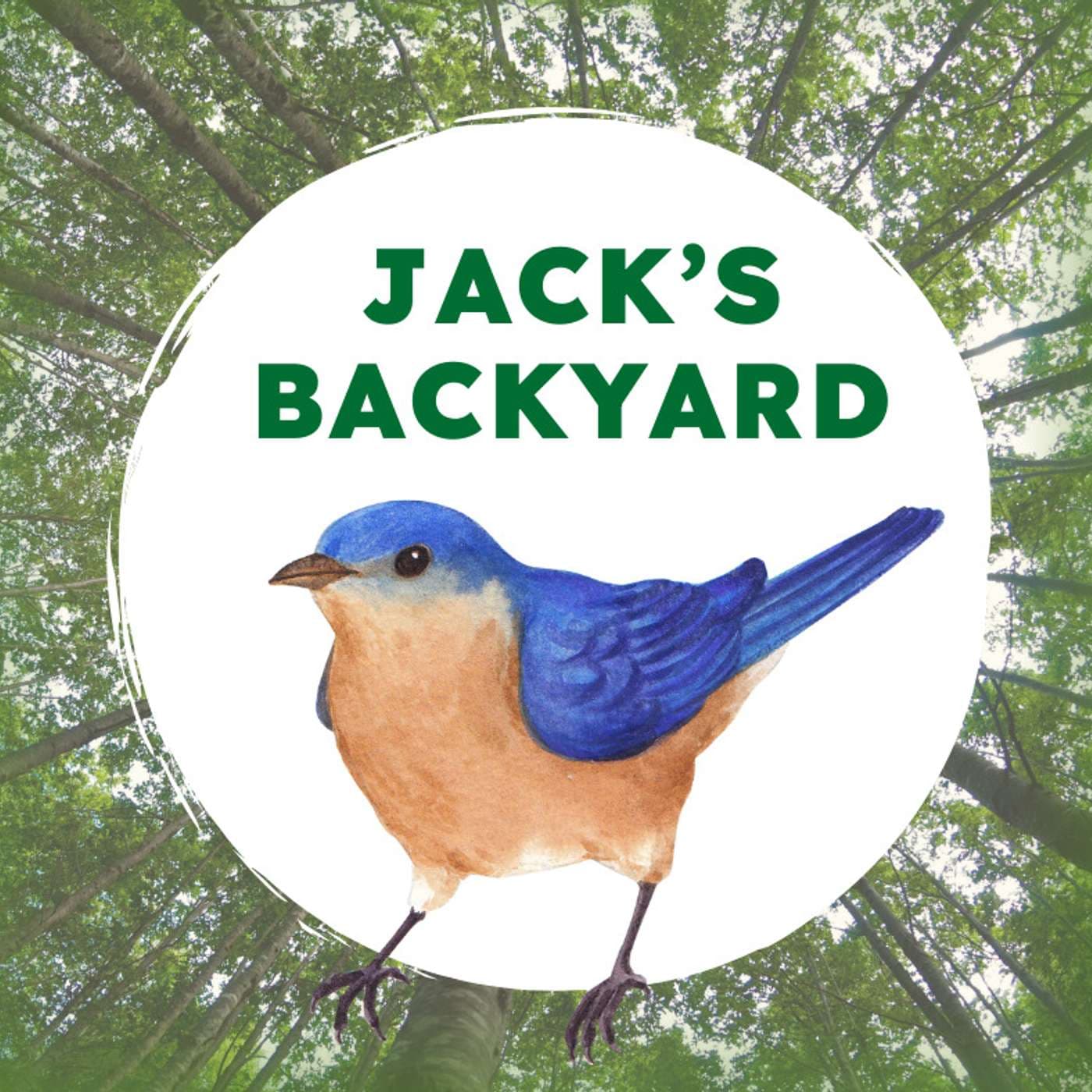 Jack's Backyard - Podcasts