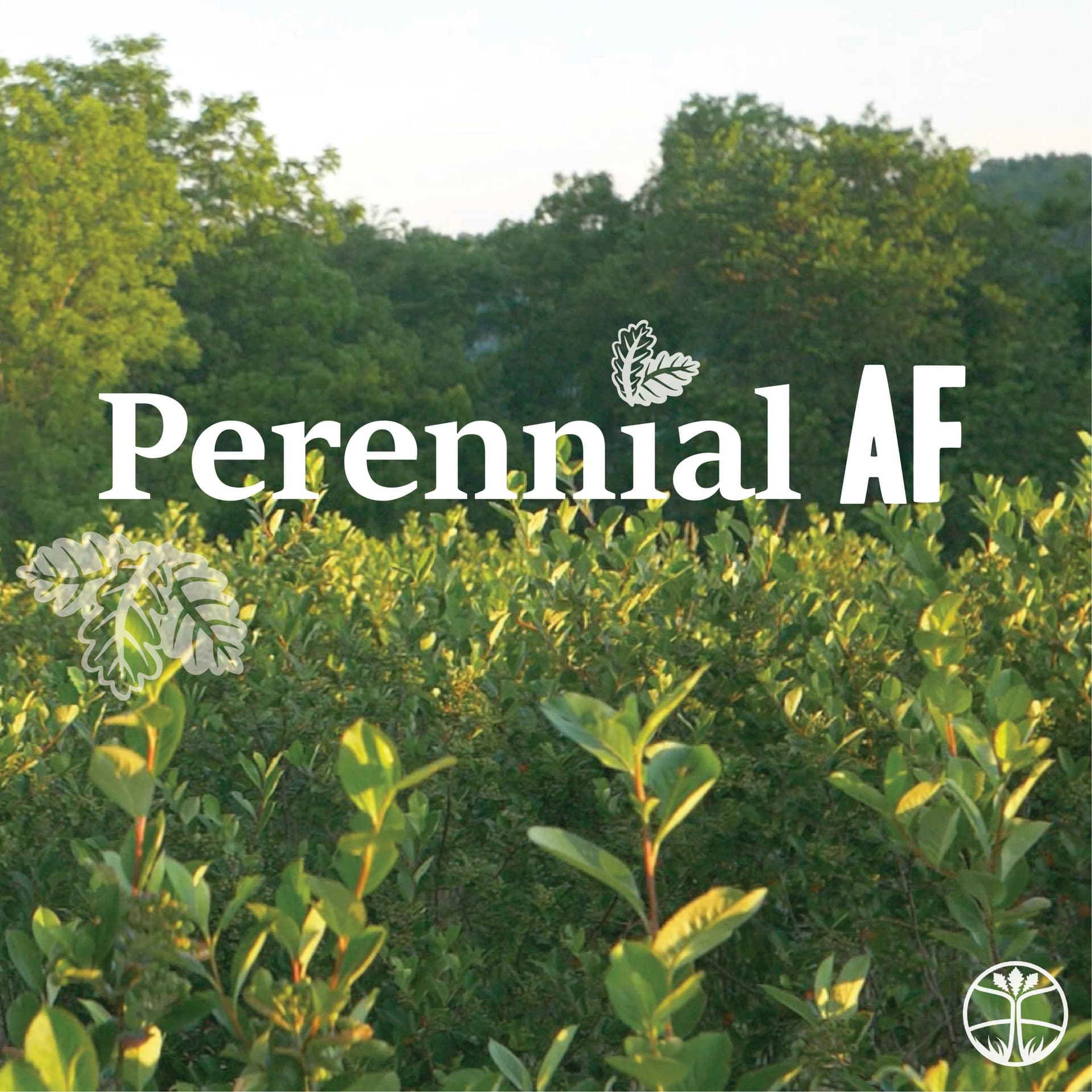 Perennial AF - Podcasts