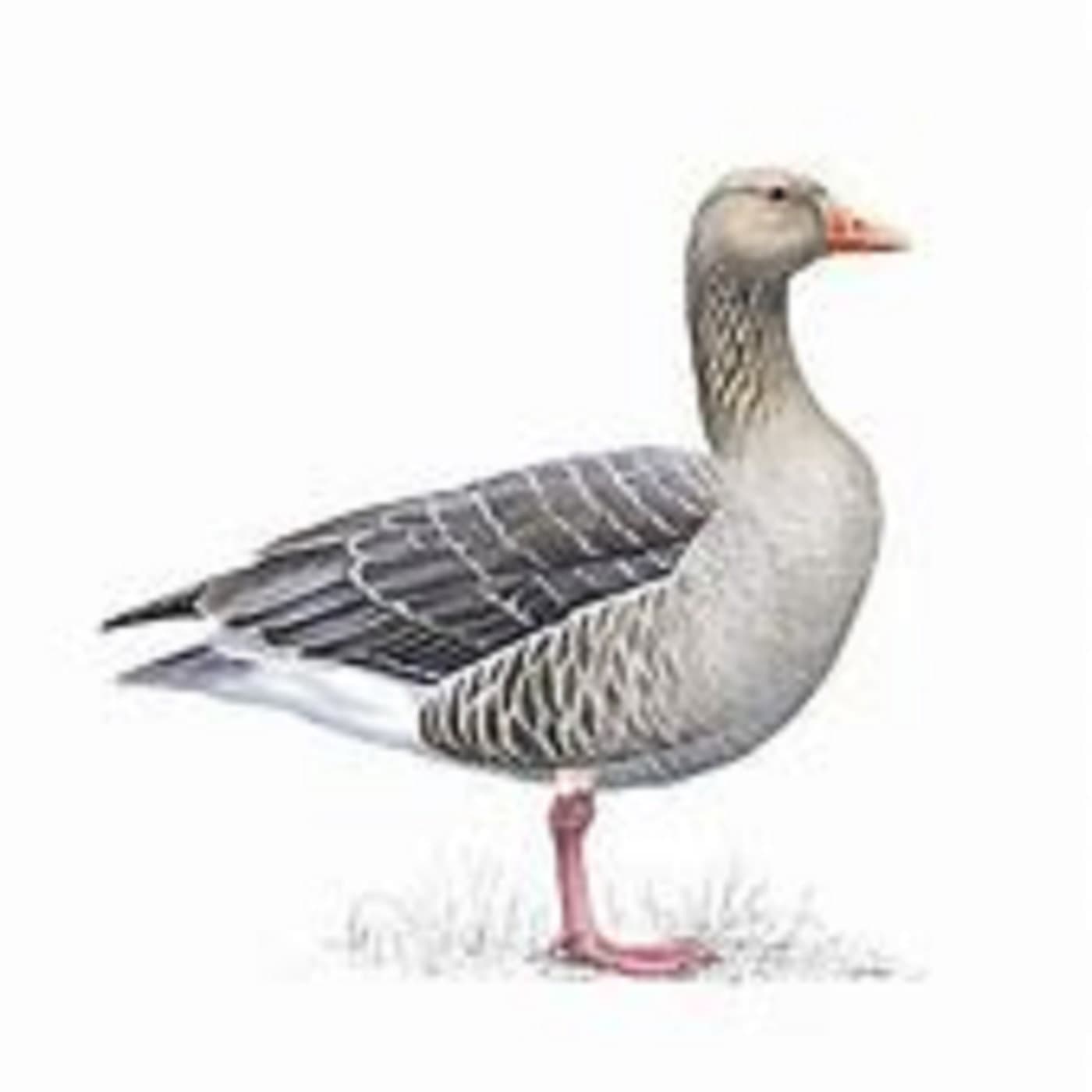 Grey Goose (Aust) - Podcasts