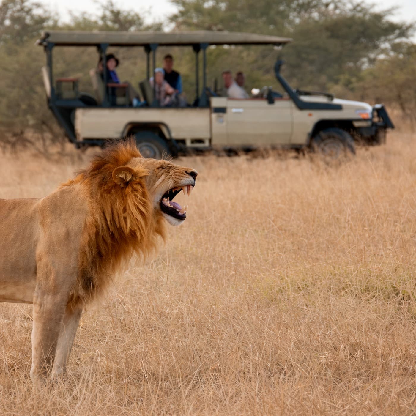 Safari Seekers