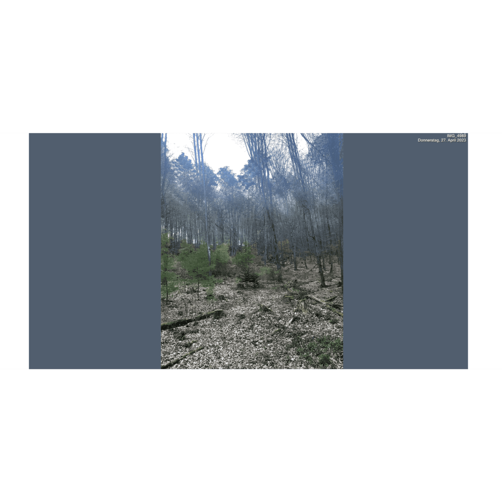 Musical Musings mit Grief Forest - Podcasts