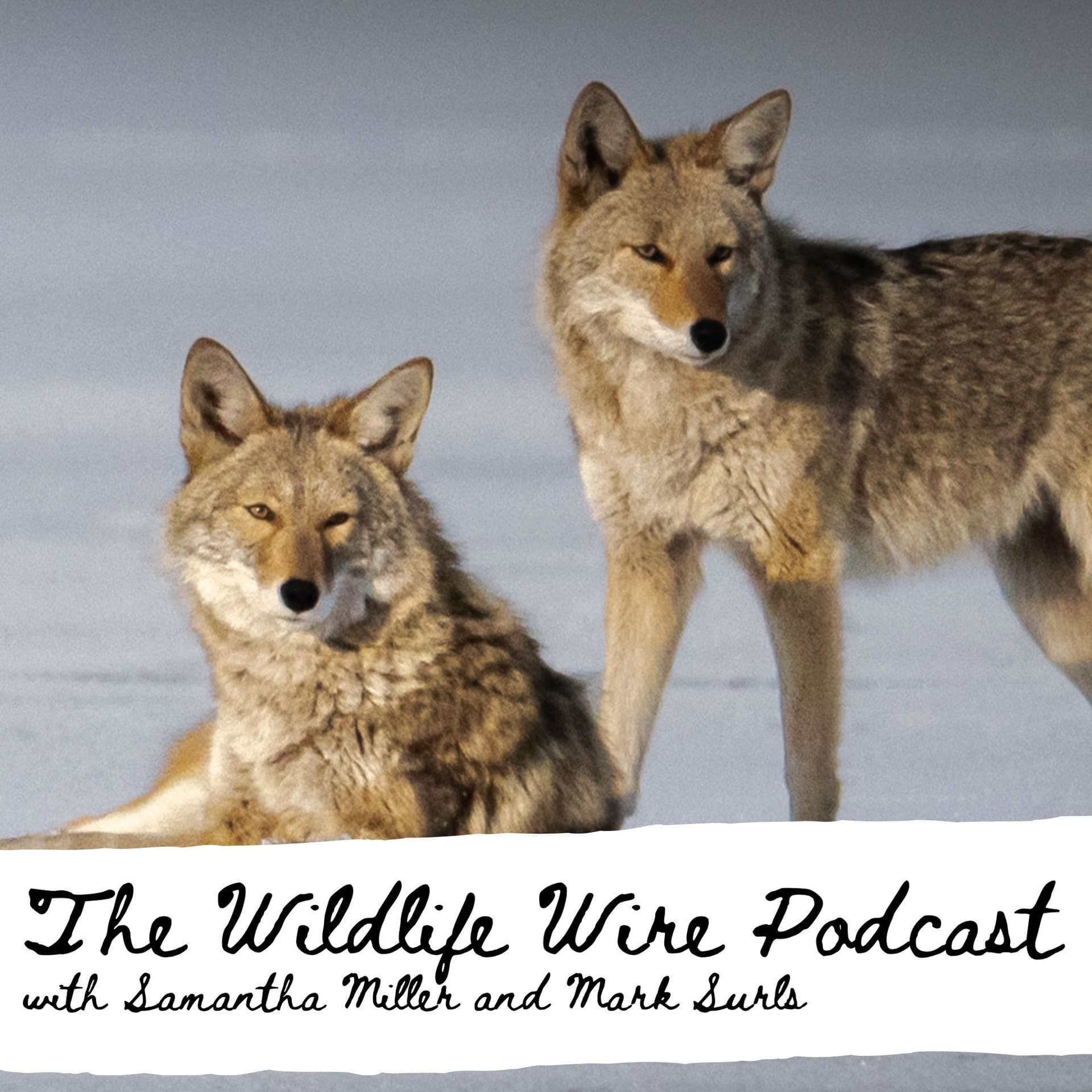 Wildlife Wire - Podcasts