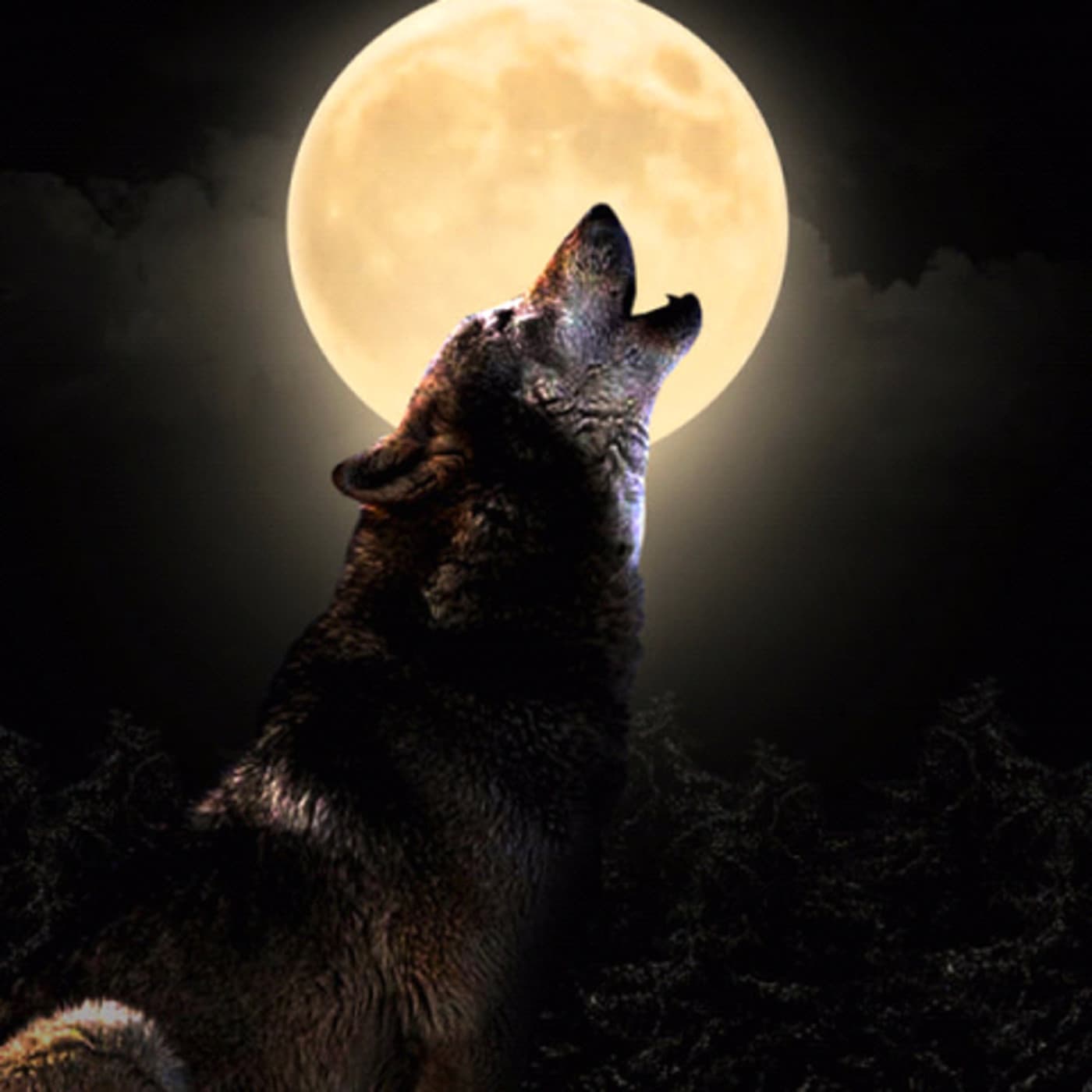 NOCHE DE LOBOS