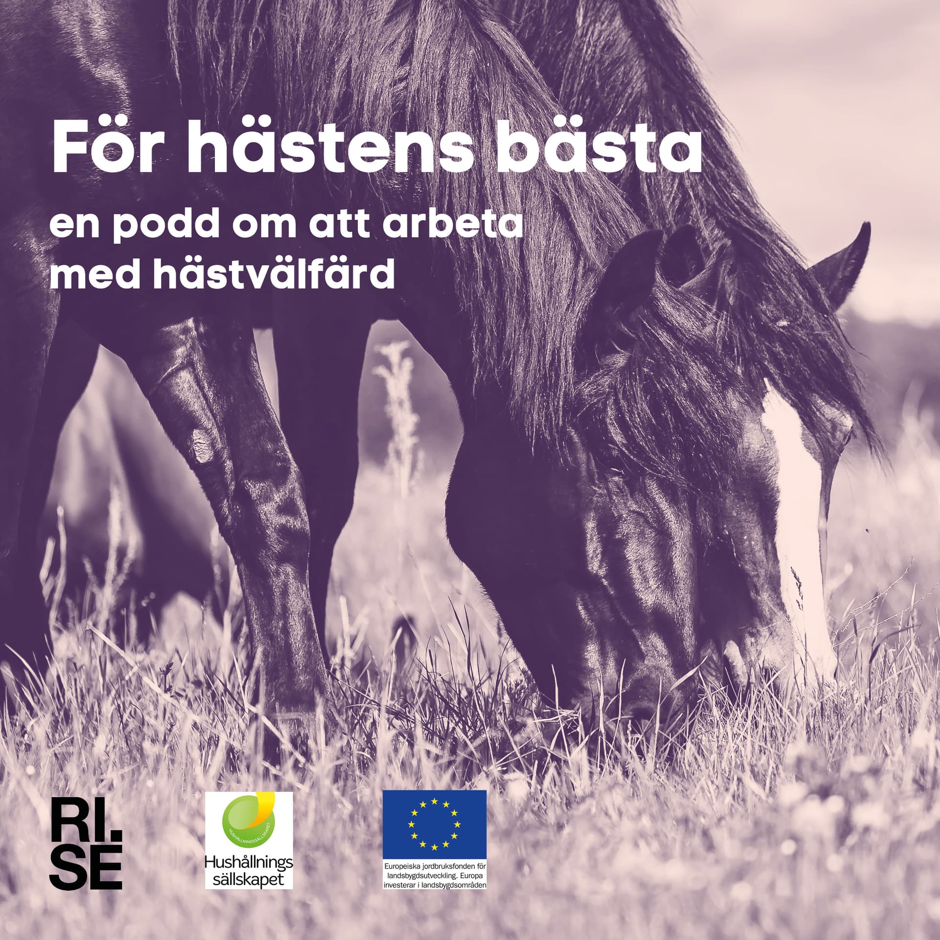 För hästens bästa - Podcasts