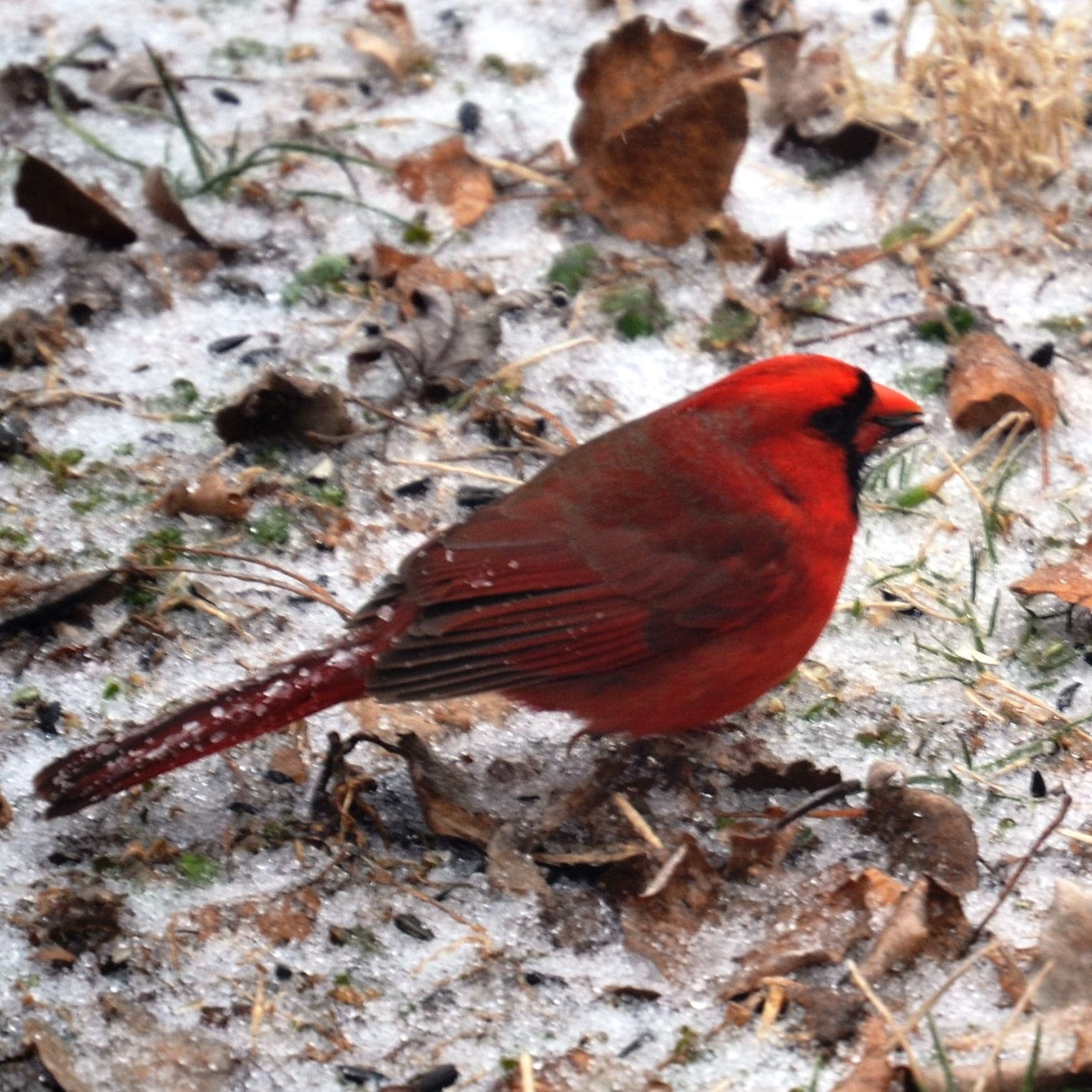 Any Bird Any Body - Podcasts