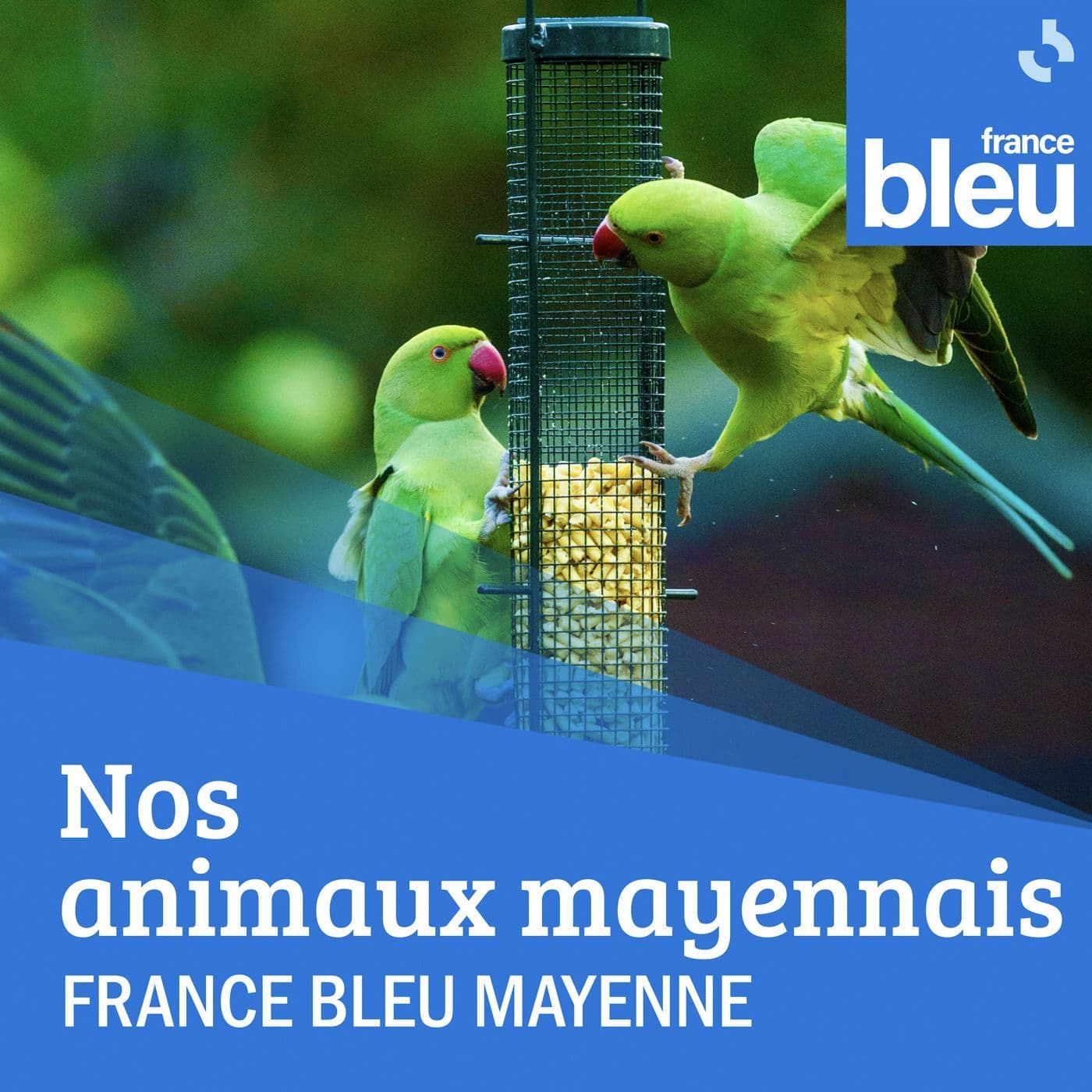 Nos animaux mayennais - Podcasts