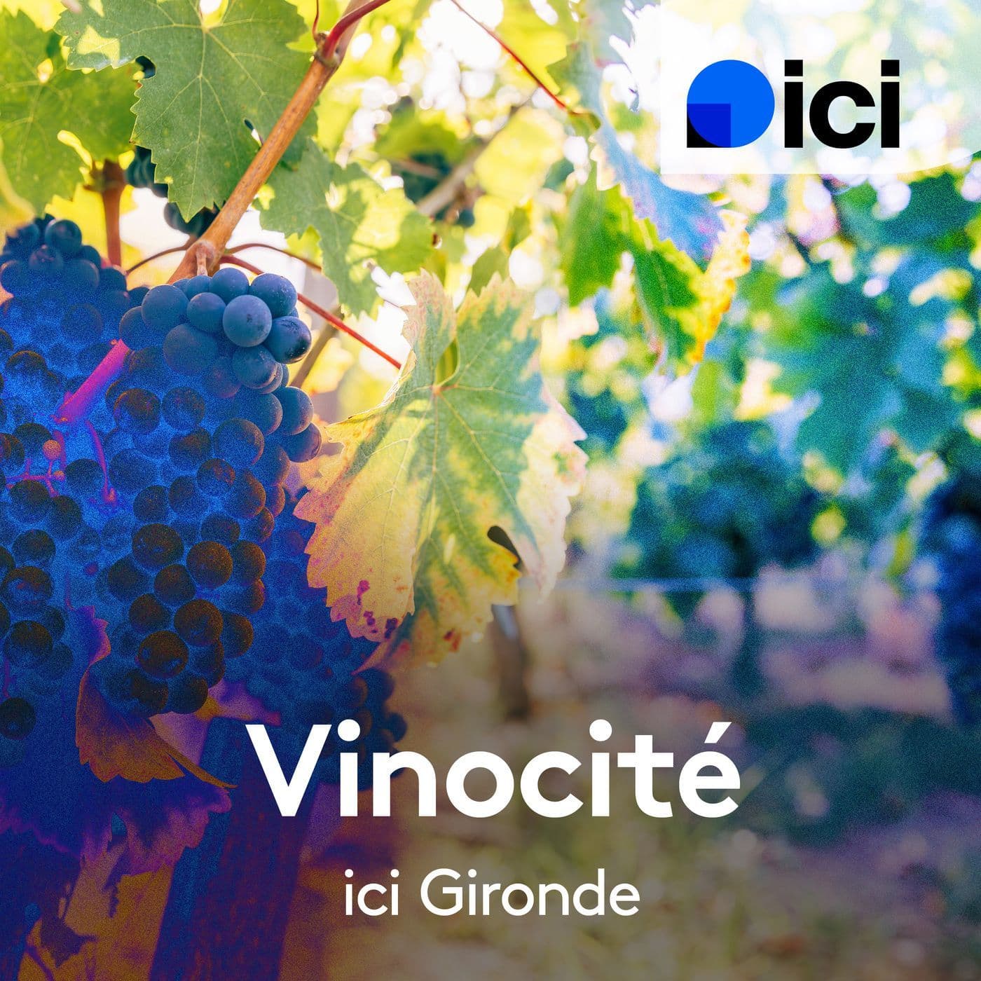Vinocité - Podcasts